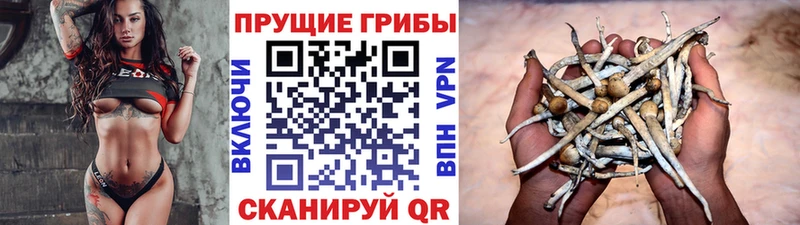 наркошоп  Яхрома  Псилоцибиновые грибы Cubensis 